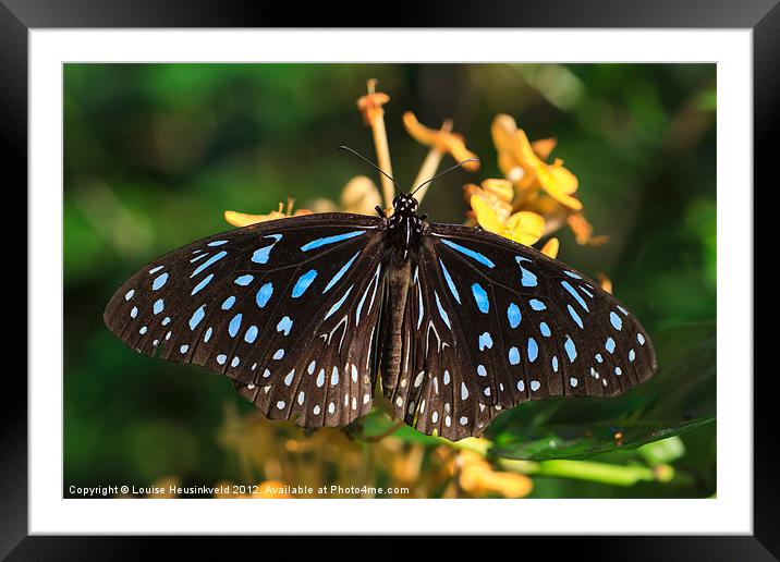 Blue Glassy Tiger Butterfly Framed Mounted Print by Louise Heusinkveld