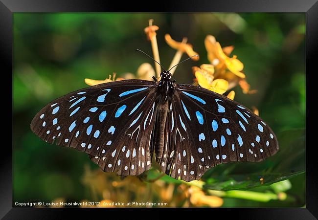 Blue Glassy Tiger Butterfly Framed Print by Louise Heusinkveld