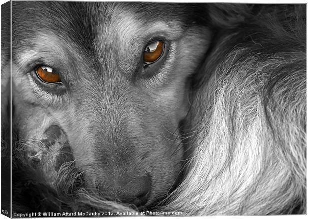 Tired, but Watchful Just The Same Canvas Print by William AttardMcCarthy
