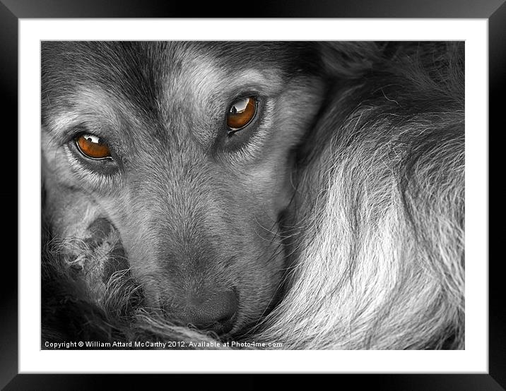 Tired, but Watchful Just The Same Framed Mounted Print by William AttardMcCarthy