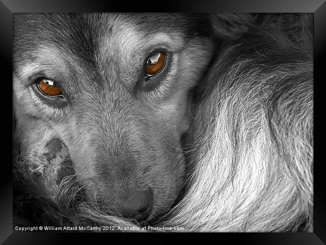 Tired, but Watchful Just The Same Framed Print by William AttardMcCarthy