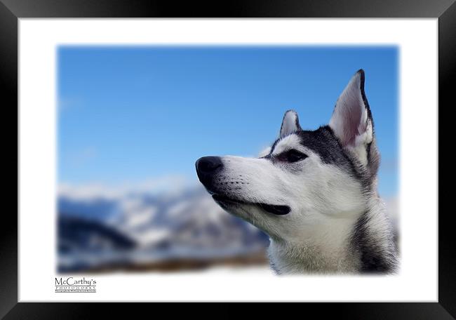 Snowdog Framed Print by William AttardMcCarthy