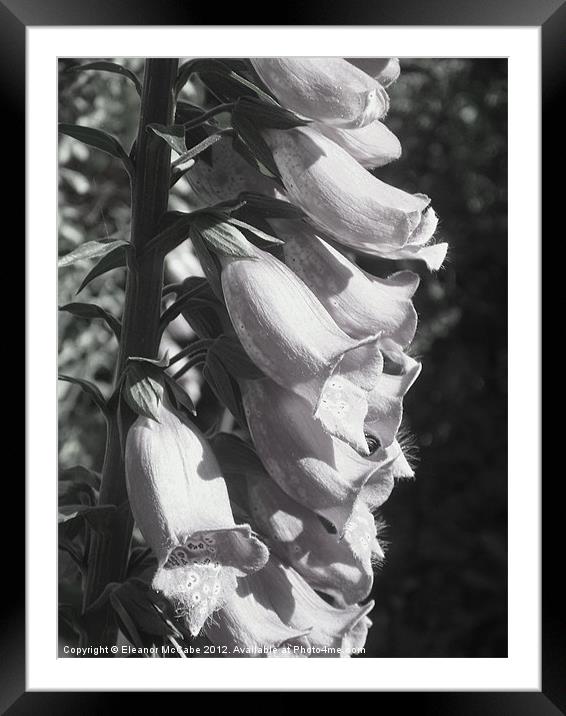 Summer Shiny Foxglove! Framed Mounted Print by Eleanor McCabe