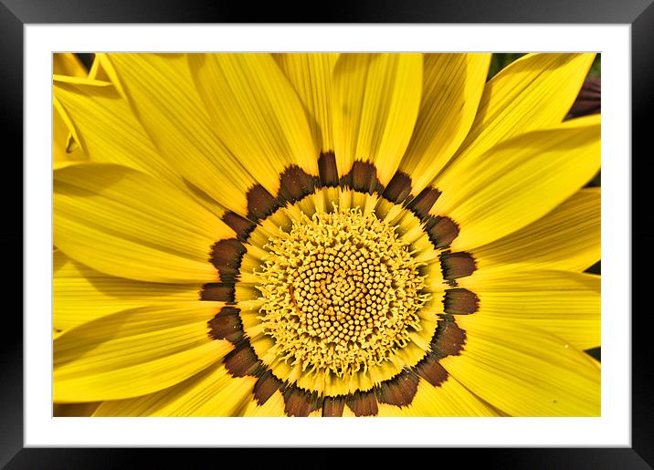 Gazania Close Up Framed Mounted Print by Steve Purnell