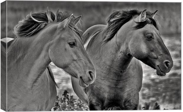 Konik Horses at Minsmere Canvas Print by Darren Burroughs