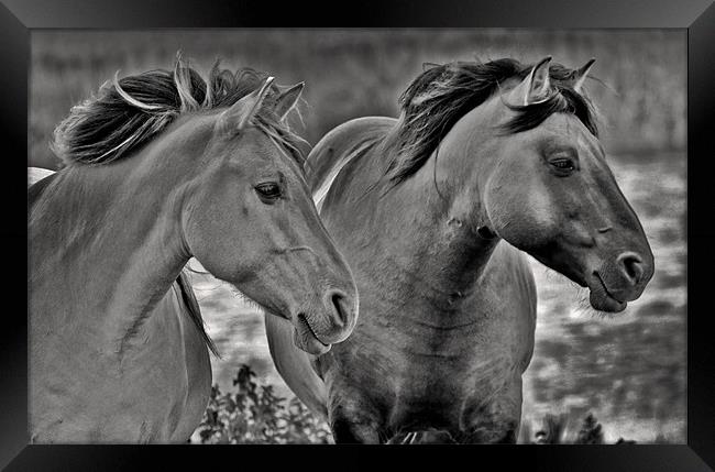 Konik Horses at Minsmere Framed Print by Darren Burroughs