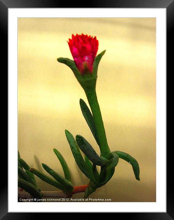 Cactus Flower - 4 Framed Mounted Print by james richmond
