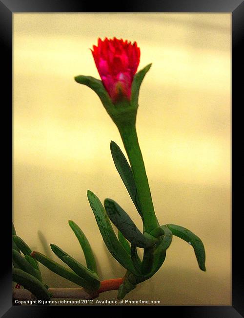 Cactus Flower - 4 Framed Print by james richmond