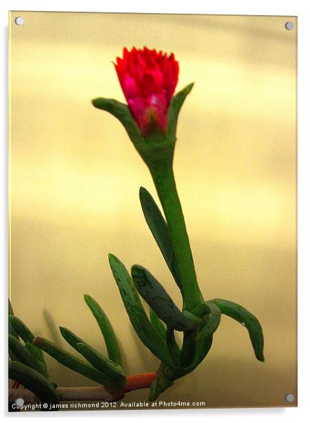 Cactus Flower - 4 Acrylic by james richmond