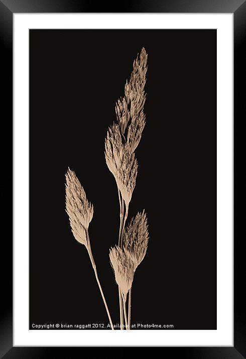 Daguerreotype grass Framed Mounted Print by Brian  Raggatt