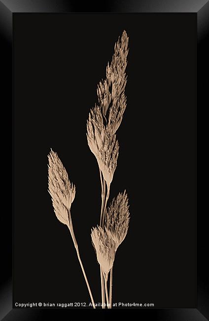 Daguerreotype grass Framed Print by Brian  Raggatt