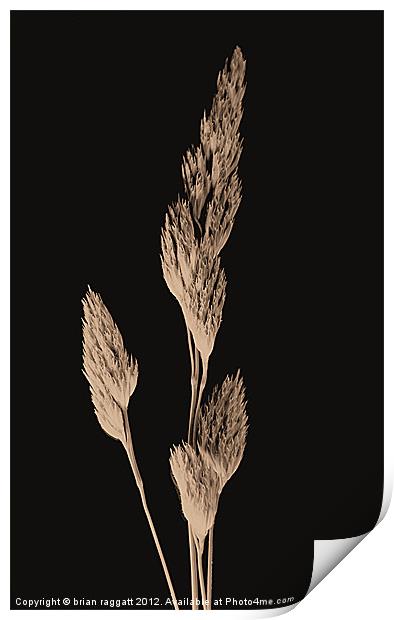 Daguerreotype grass Print by Brian  Raggatt