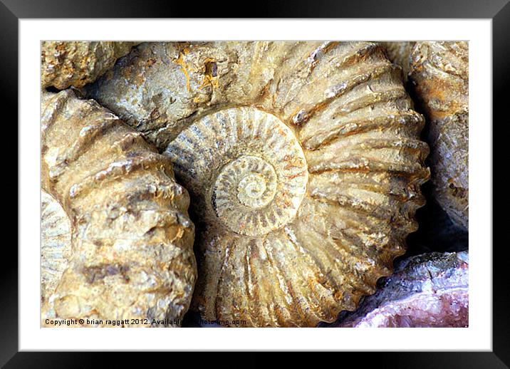Ammonite Fossils Framed Mounted Print by Brian  Raggatt
