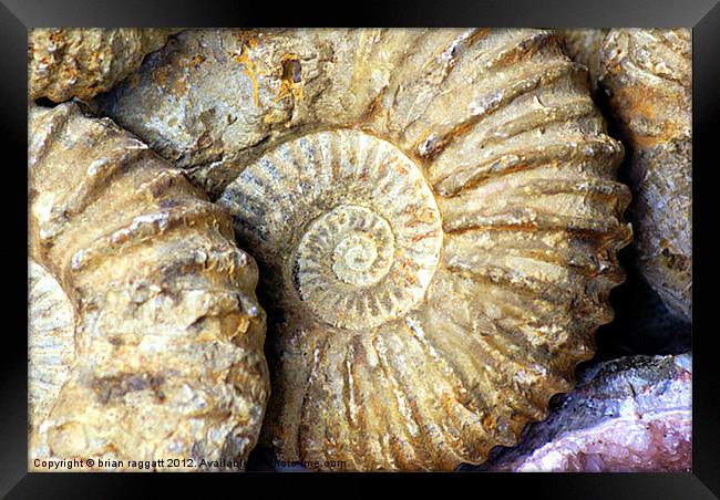 Ammonite Fossils Framed Print by Brian  Raggatt