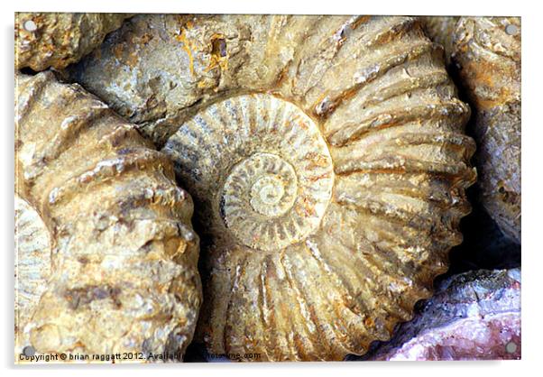 Ammonite Fossils Acrylic by Brian  Raggatt