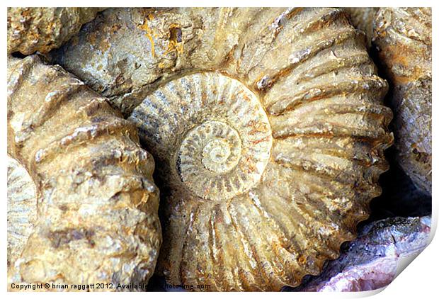 Ammonite Fossils Print by Brian  Raggatt