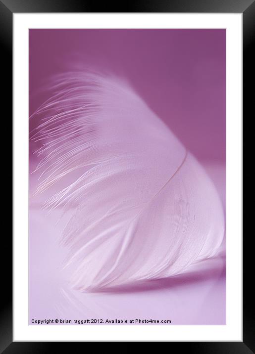 White Feather Framed Mounted Print by Brian  Raggatt