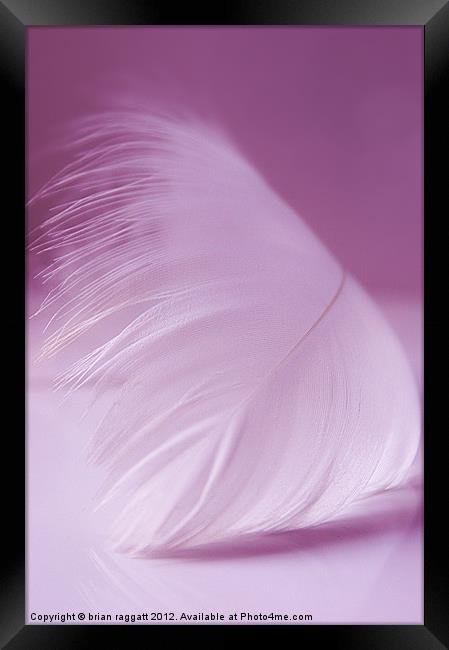 White Feather Framed Print by Brian  Raggatt