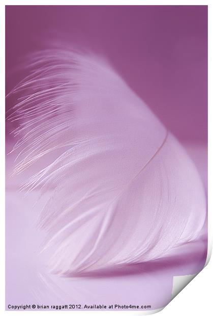 White Feather Print by Brian  Raggatt