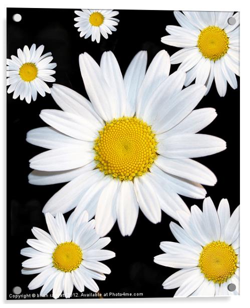 Daisy Daisy Acrylic by Brian  Raggatt