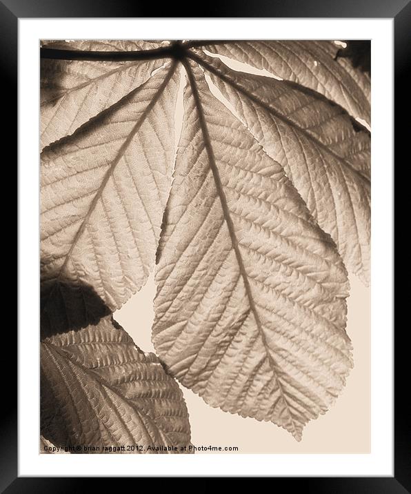 Leaf canopy Framed Mounted Print by Brian  Raggatt