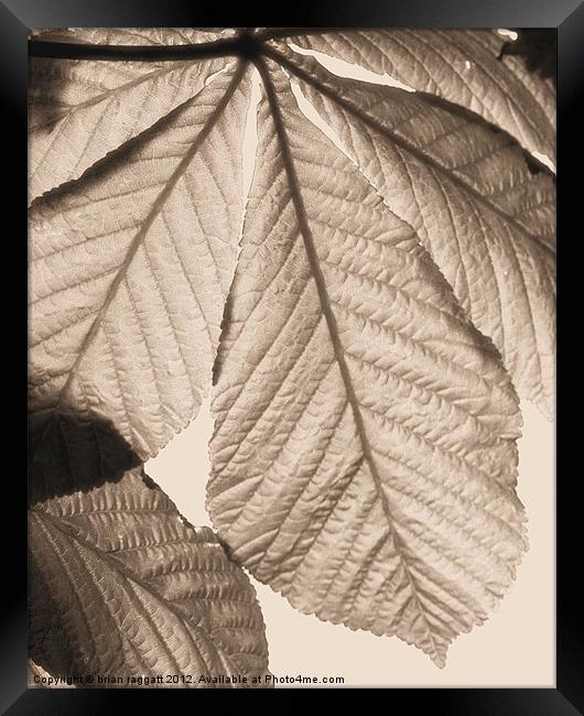 Leaf canopy Framed Print by Brian  Raggatt