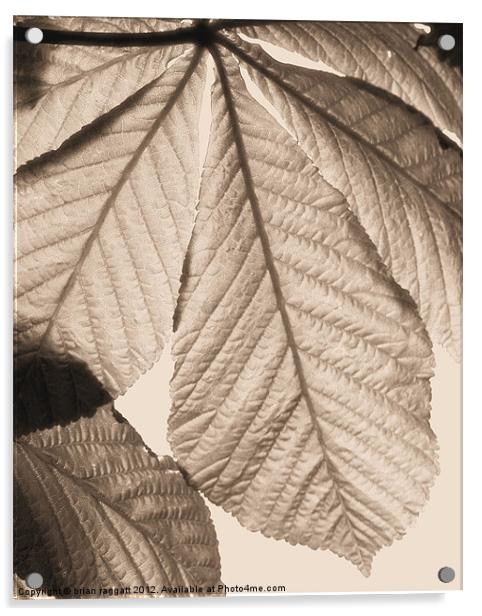 Leaf canopy Acrylic by Brian  Raggatt