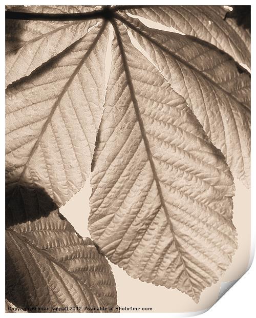 Leaf canopy Print by Brian  Raggatt