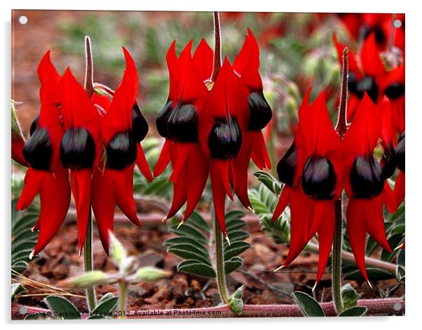 Sturt's Desert Pea Outback Australia Acrylic by Carole-Anne Fooks