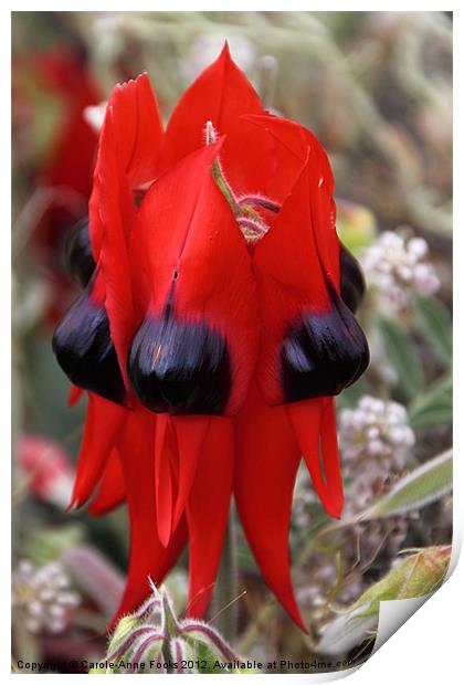 Sturt's Desert Pea Outback Australia Print by Carole-Anne Fooks