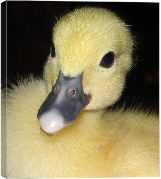 Ducky Canvas Print by Rod Ohlsson