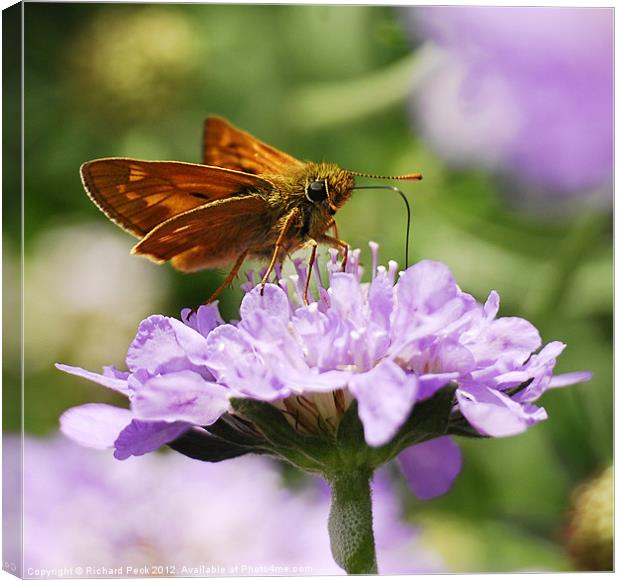 Large Skipper Butterfly Canvas Print by Richard Peck