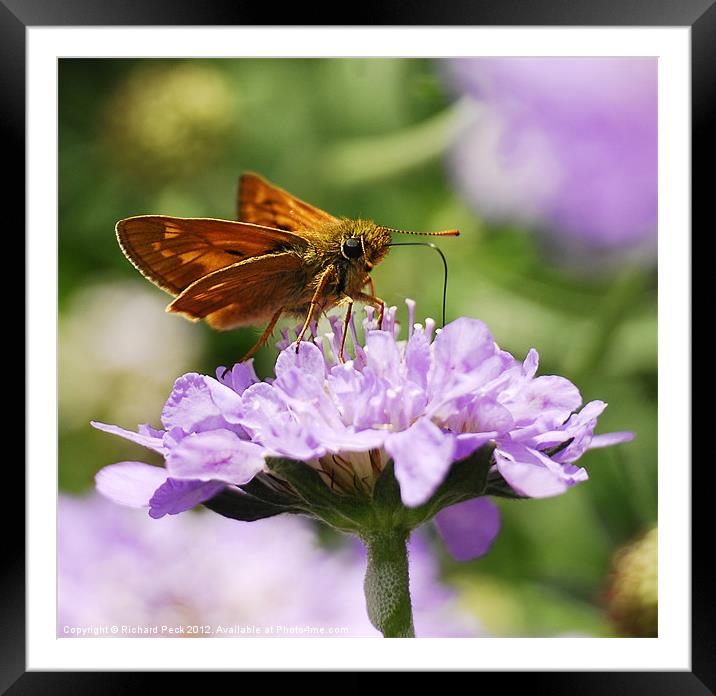 Large Skipper Butterfly Framed Mounted Print by Richard Peck