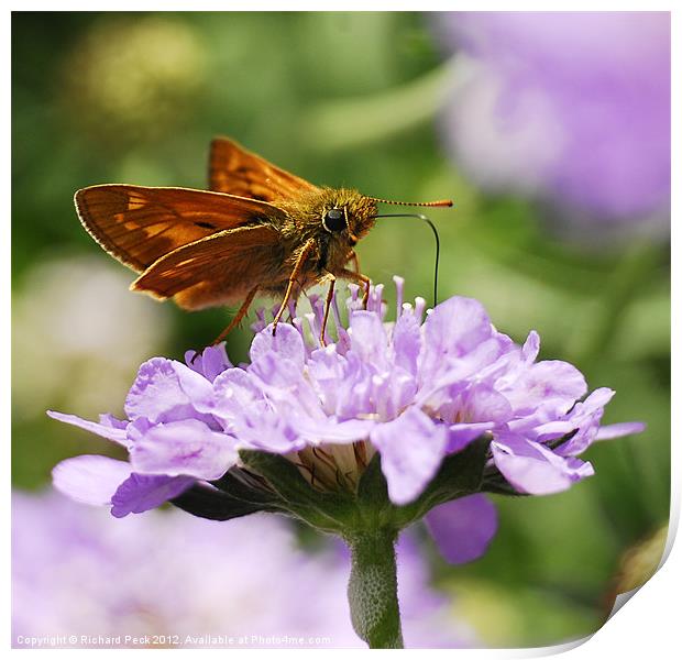 Large Skipper Butterfly Print by Richard Peck