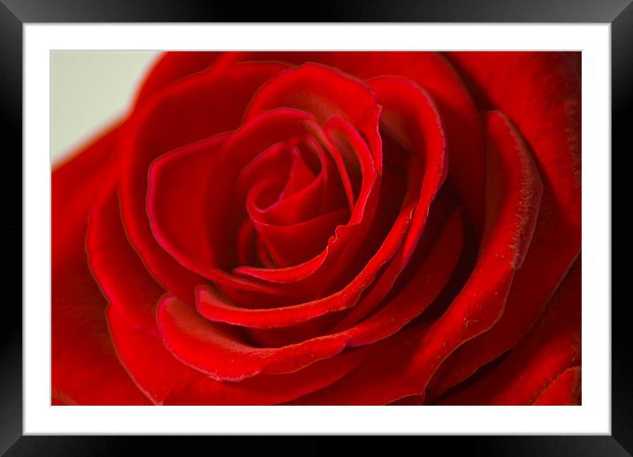 Red Rose Framed Mounted Print by Chris Walker