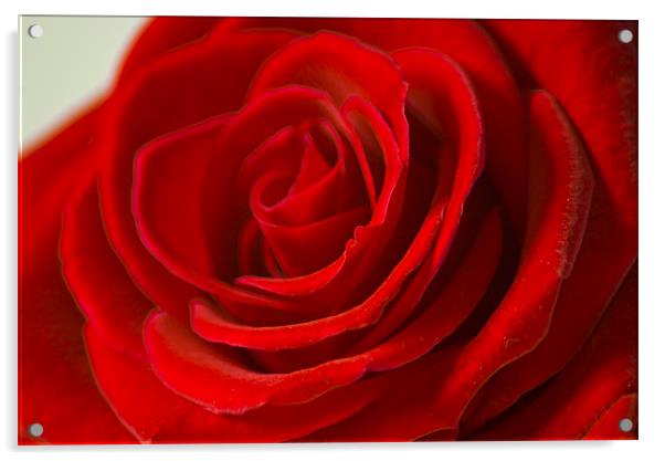 Red Rose Acrylic by Chris Walker