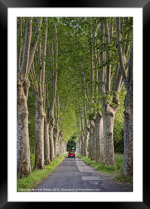 Plane tree Avenue Framed Mounted Print by Keith Barker