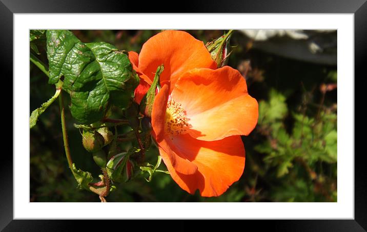 Orange Rose Framed Mounted Print by Paul Jones
