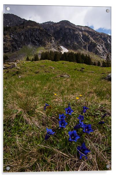 Alpine Gentian Acrylic by Thomas Schaeffer