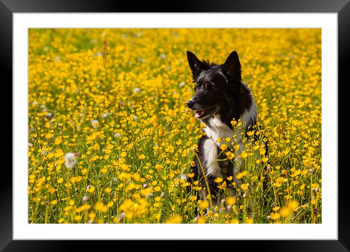 Dog in flowers Framed Mounted Print by Thomas Schaeffer