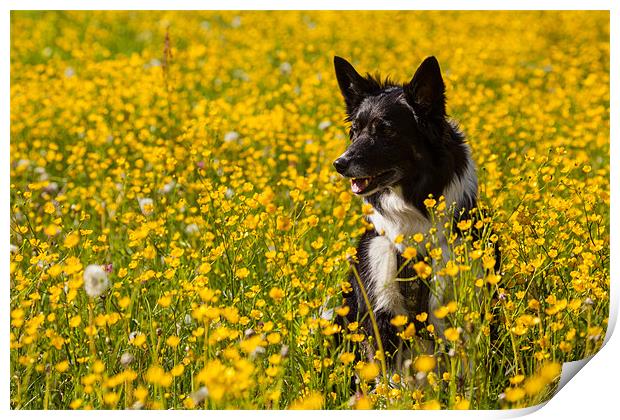 Dog in flowers Print by Thomas Schaeffer