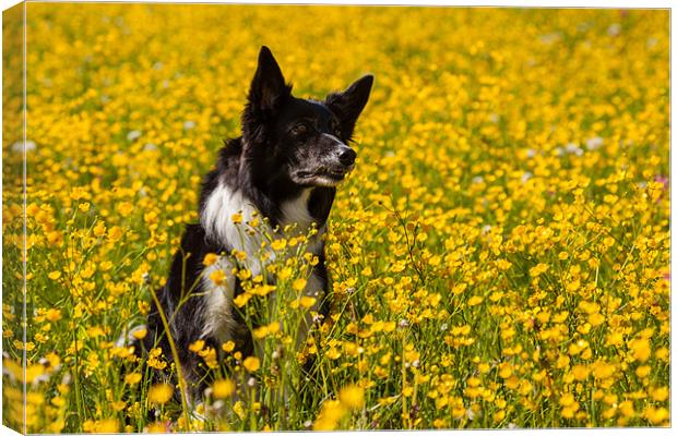 Dog in flowers Canvas Print by Thomas Schaeffer