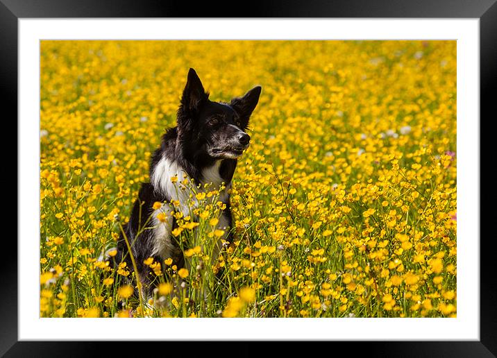 Dog in flowers Framed Mounted Print by Thomas Schaeffer