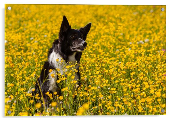 Dog in flowers Acrylic by Thomas Schaeffer