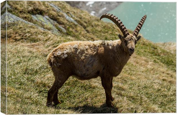 Capricorn in the alps Canvas Print by Thomas Schaeffer