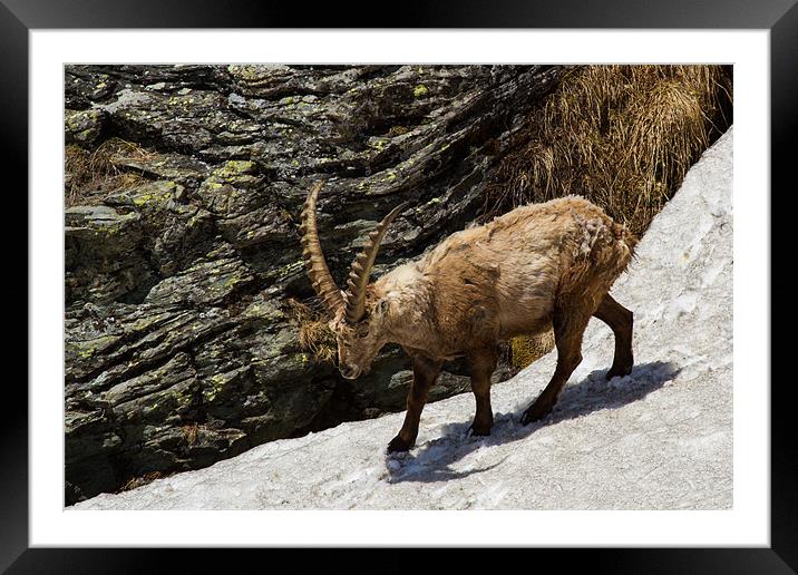 Capricorn in the alps Framed Mounted Print by Thomas Schaeffer
