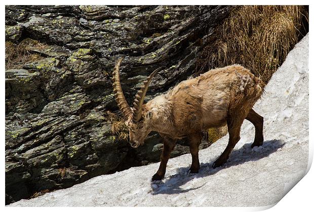 Capricorn in the alps Print by Thomas Schaeffer