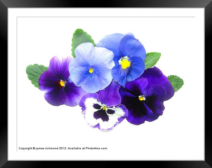 Blue Pansy Quintet Framed Mounted Print by james richmond