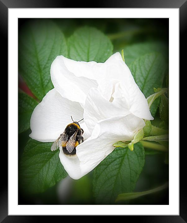 Busy Bee Framed Mounted Print by Jacqui Kilcoyne