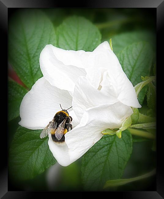 Busy Bee Framed Print by Jacqui Kilcoyne